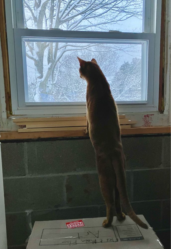 An orange-colored Abyssinian cat standing on a moving box, stretched tall to look out a window at a snowy winter scene. He looks intently interested.