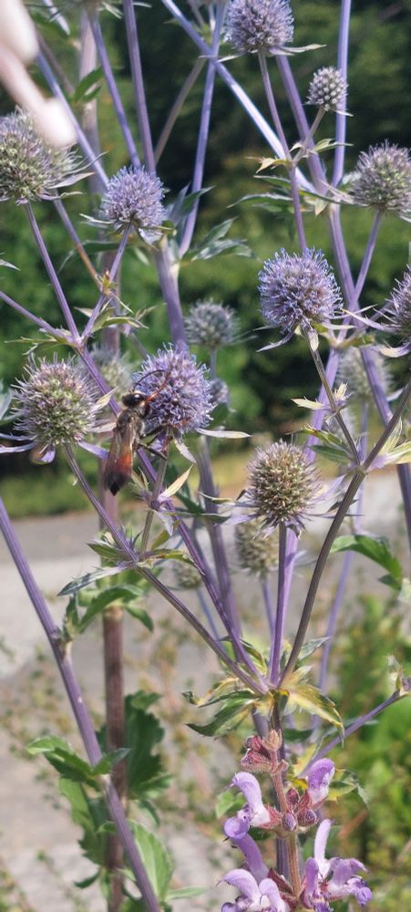 Grosse Heuschreckensandwespe auf Flachblättrigem Mannstreu im Duft- und Tastgarten Leipzig