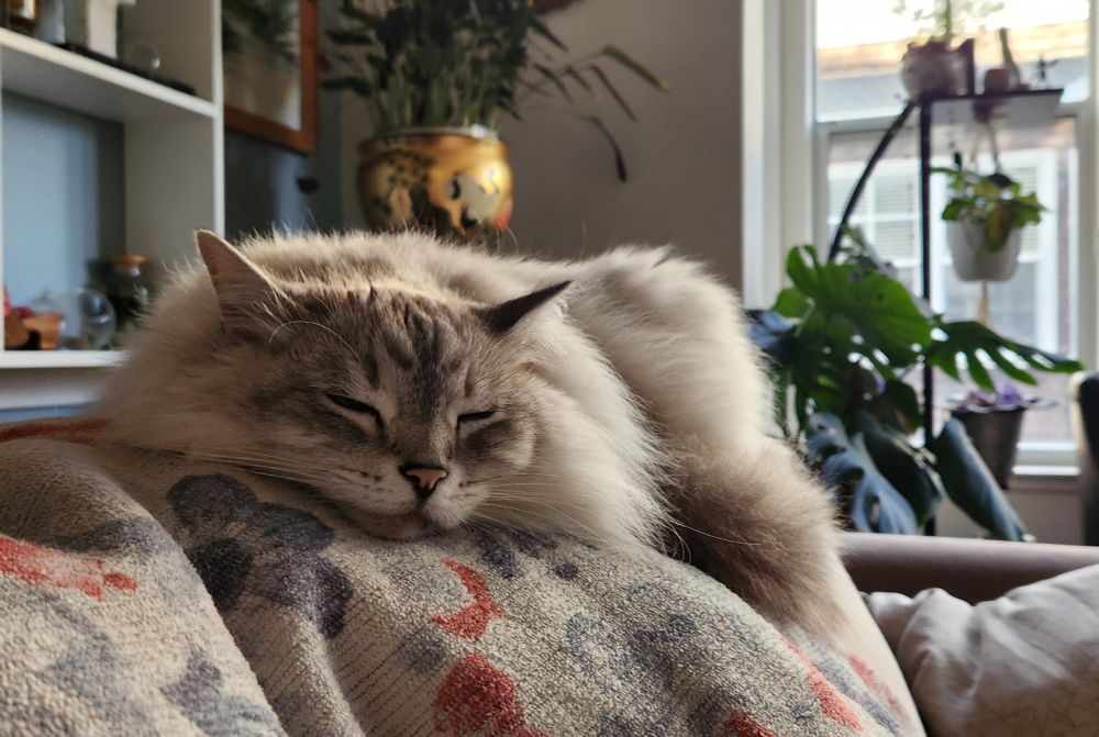 Photo of a flat looking siberian cat asleep on the back of a couch