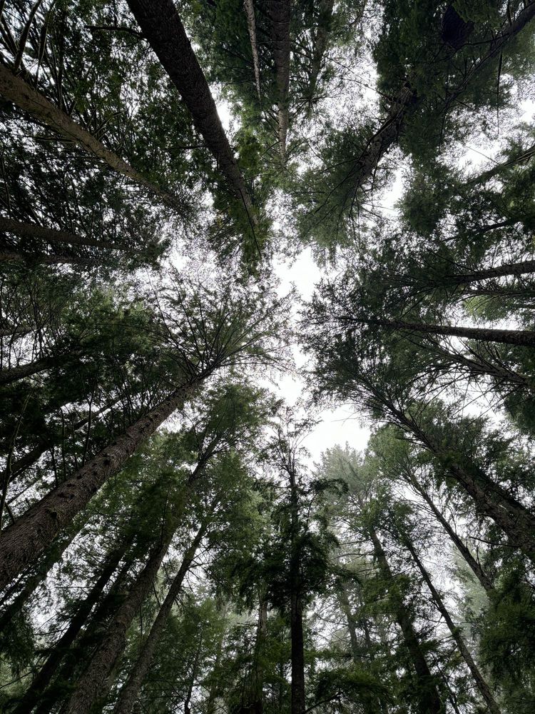 Seattle- “old growth” trees
