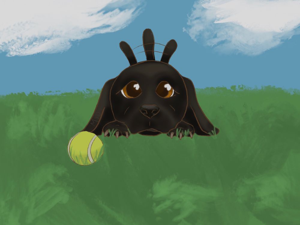 A black dog lying down patiently with its head resting on its paws, wagging its tail. He has brown, anticipating eyes and is waiting for you to throw the tennisball. He is laying in a field of grass with a blue sky with clouds