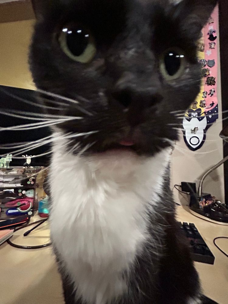 wide angle picture of a tux cat. His tongue peeks out slightly. 