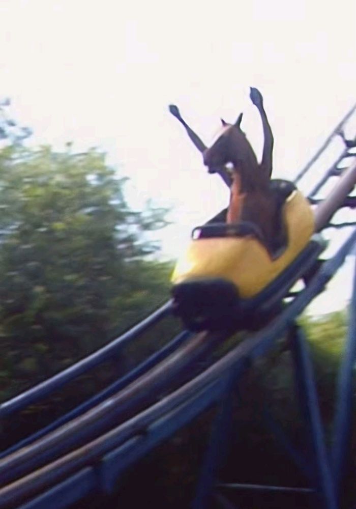 Literalmente um cavalo num carro de montanha russa descendo com as patas para o alto