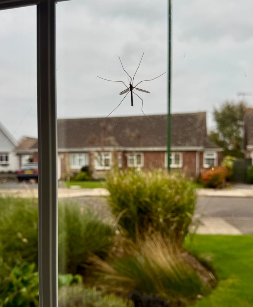 Daddy longlegs insect photographed through a window - looks like it’s on the neighbour’s roof