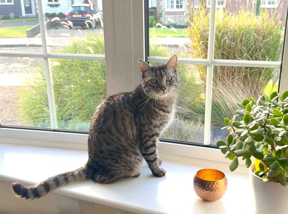 Stripy grey black cat sitting in a sunny windowsill 