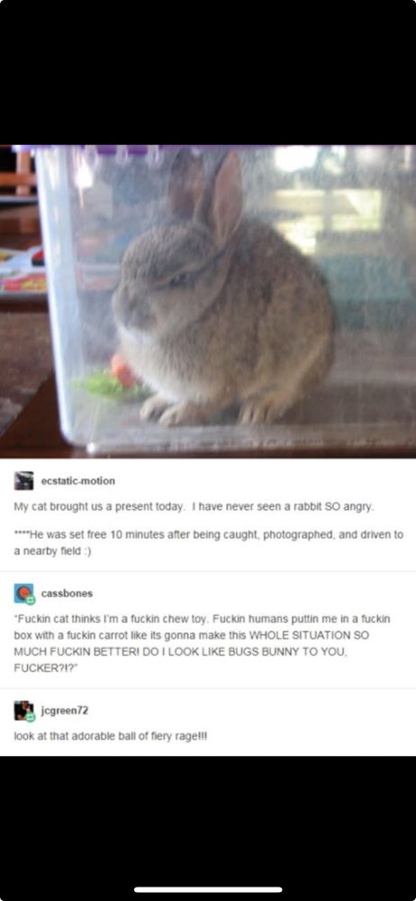 Angry bunny sitting in a clear plastic tub…