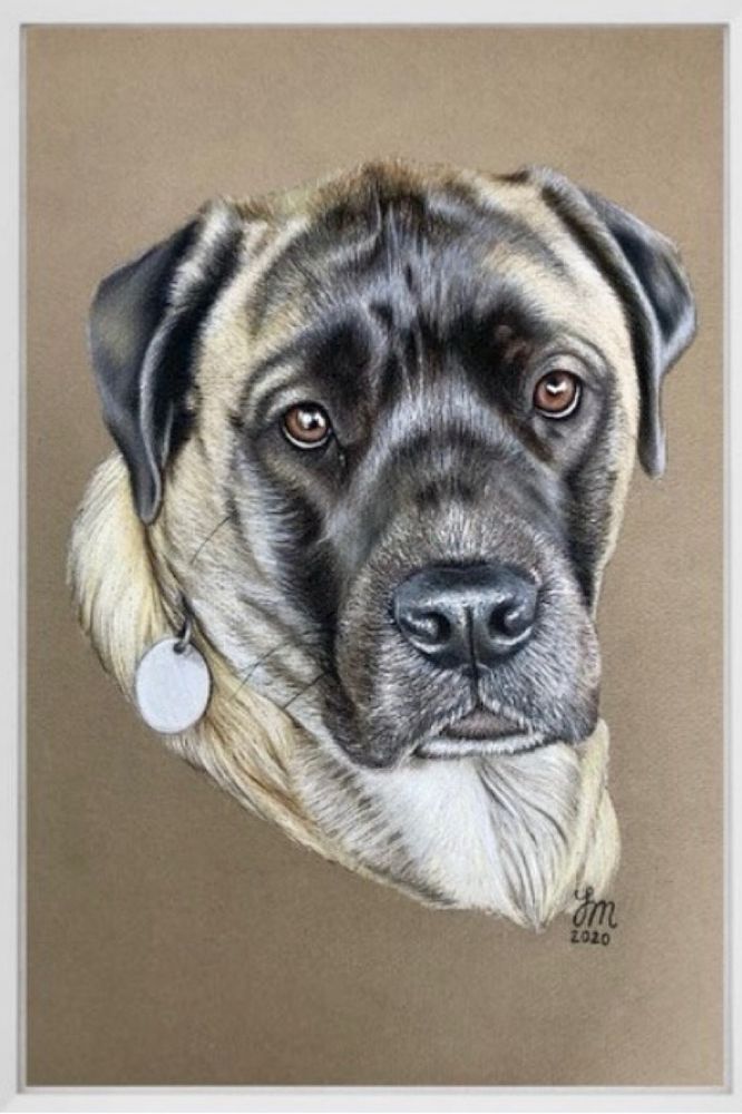 Realistic Colored Pencil Portrait of a Mastiff on toned paper. 