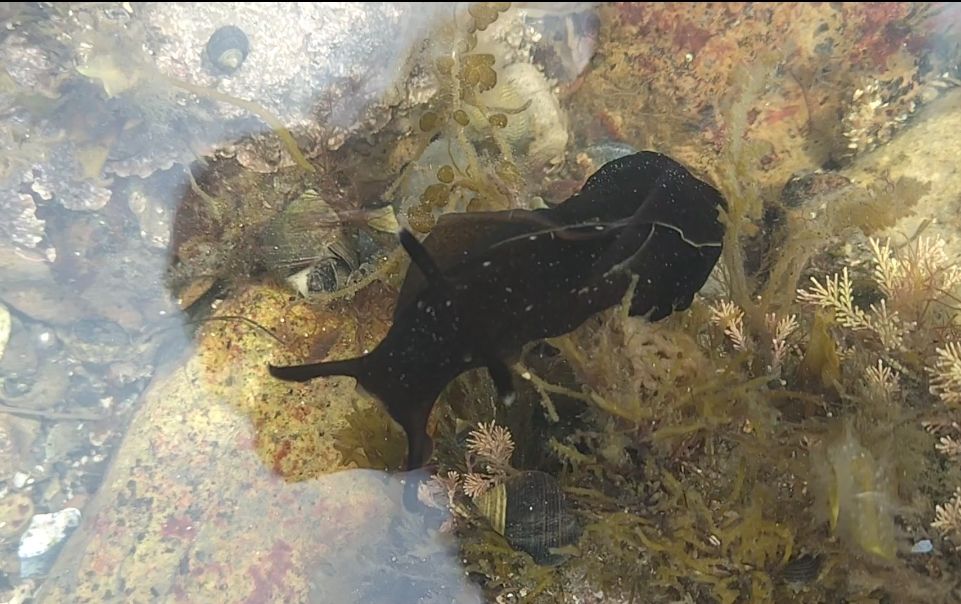 A black spotted sea hare under the water in a rockpool.