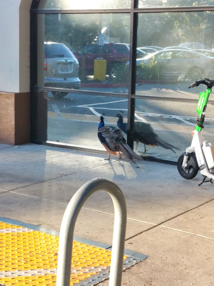 A male peafowl, tail collapsed, inspecting his reflection on a reflective store window.  Also in image bike rack and a rentable electric scooter.