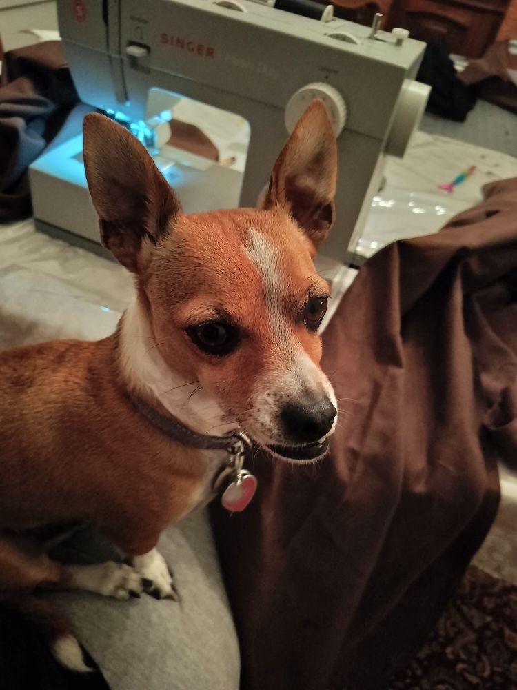 Small brained terrier/chihuahua thing being affronted that he is about to be kicked off a lap because he is blocking access to the sewing machine and fabric seen in the near background.