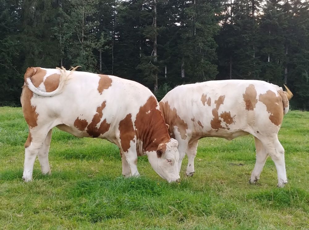 Zwei Jungrinder auf der Weide