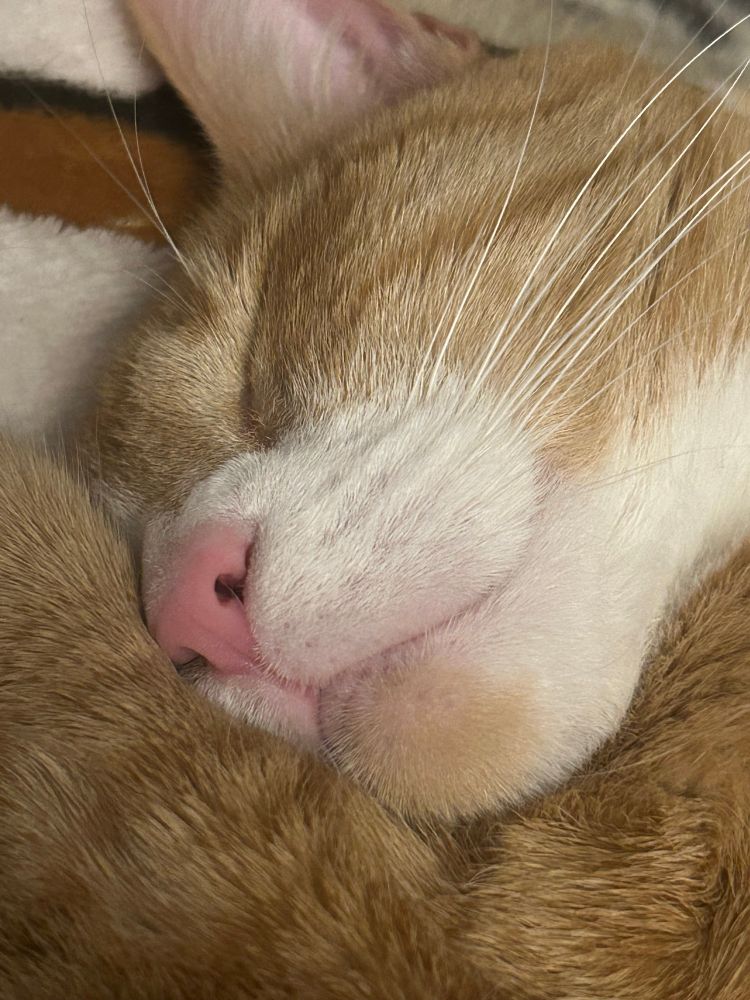 Close up pic of Mochi the orange cat’s face. He is sleeping soundly with his cheek squished against his arm