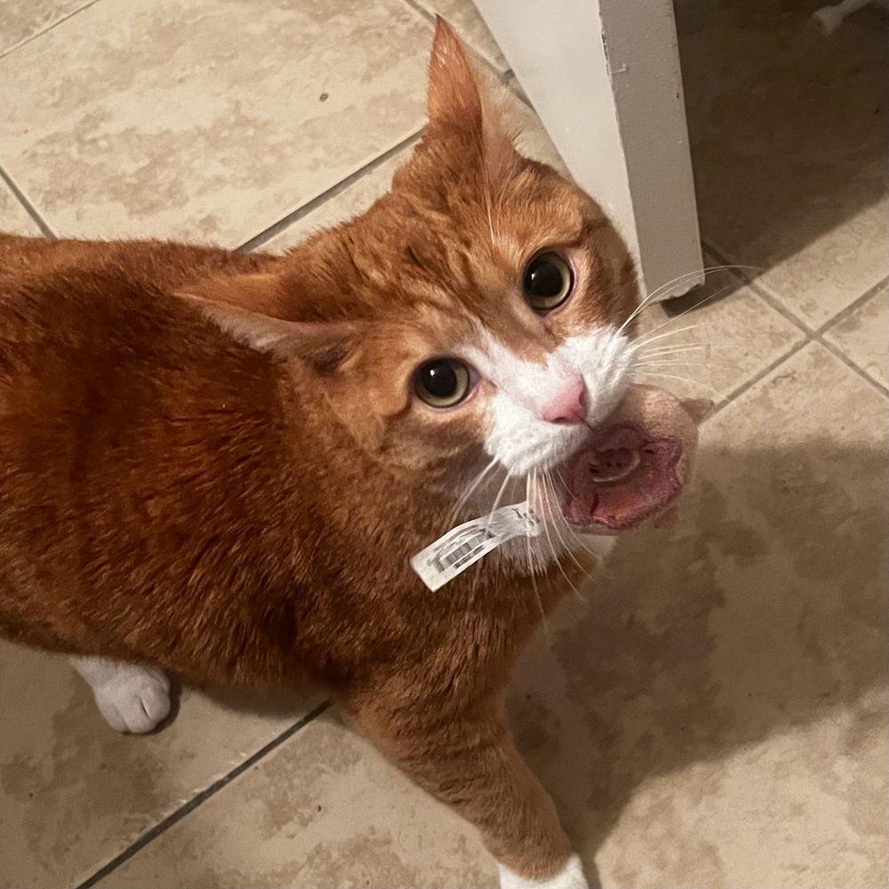 Mochi the orange cat, holding his donut toy in his mouth and looking up cutely at me