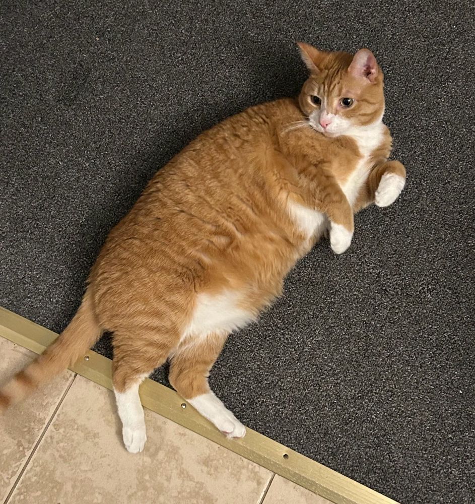 Mochi flopped on the floor. He looks so chonky