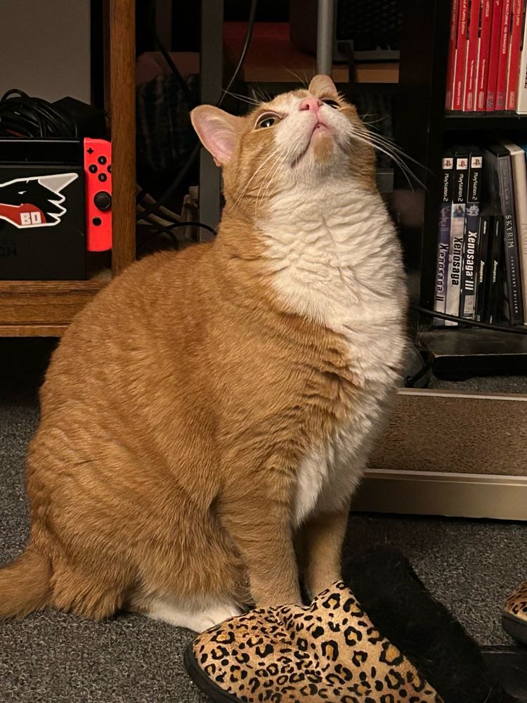 Mochi the orange and white cat, sitting on the carpet, looking straight up with big, wide, curious eyes
