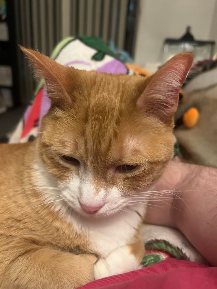 Close up of Mochi the orange cat, plopped on my lap against my arm. He’s staring at me with narrowed eyes like he’s mad I was writing gay fanfic instead of giving him all my attention