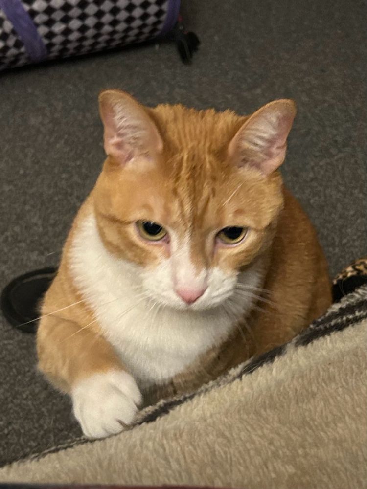 Mochi pawing at the couch, demanding attention