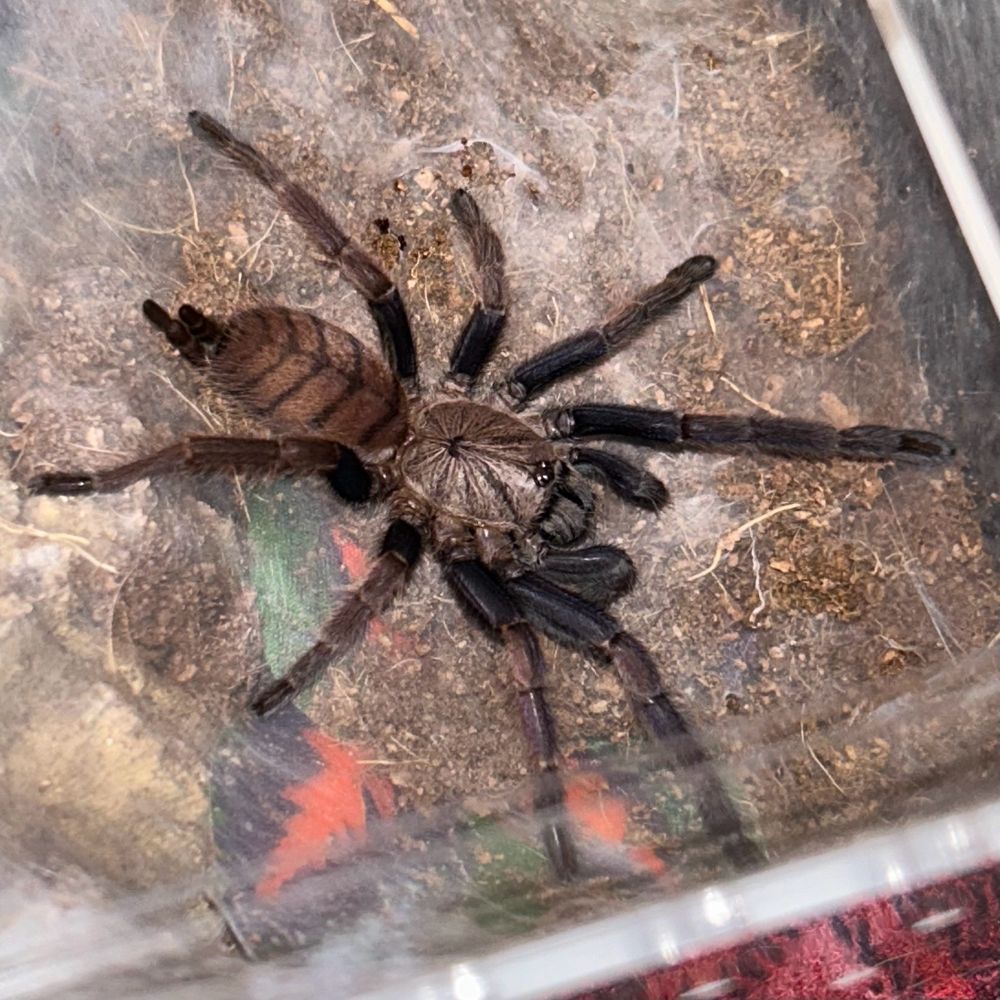 Pumpkin again, still looking for more food