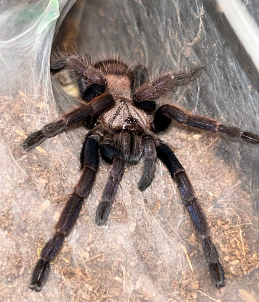 Pumpkin at the entrance to her burrow (looking for more food)
