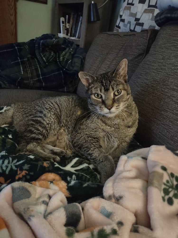 A large brown tabby lounging on a printed plush blanket on the couch. He is staring directly at the camera and judging you 