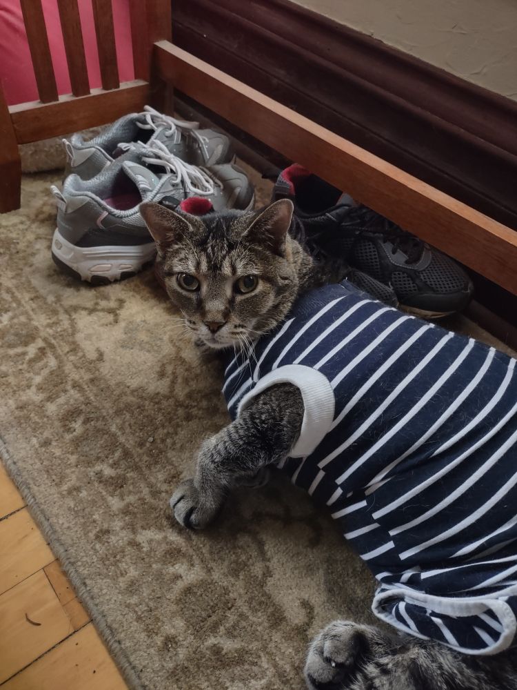 A brown tabby in a stylish striped surgery suit lying on a rug next to some tennis shoes.