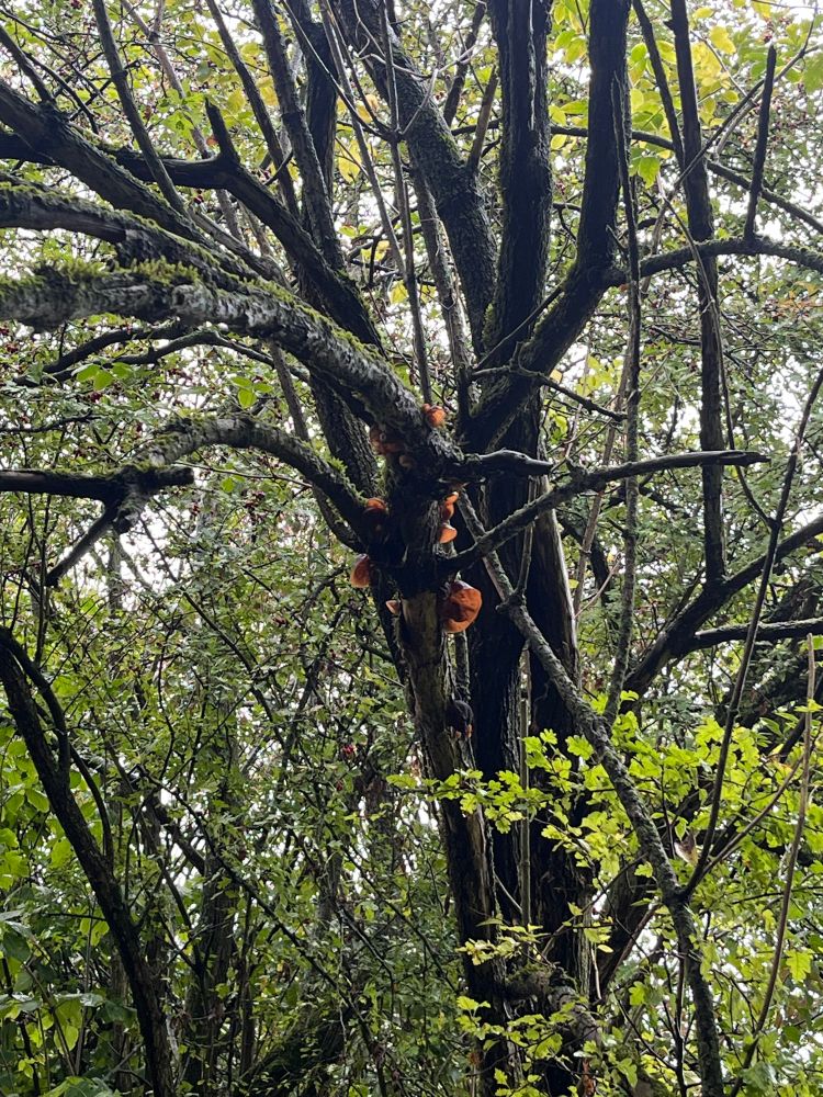Brown mushrooms appear either side of a tree branch. They are jelly-like to the touch 