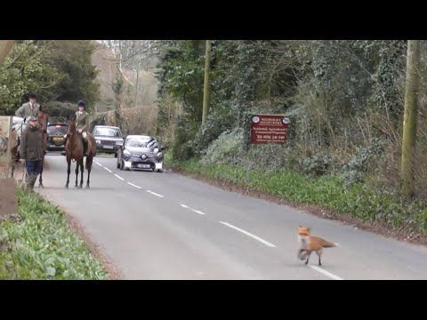 FOXES HUNTED ON BAKE-OFF JUDGE'S ESTATE