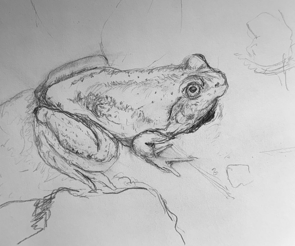 A marsh frog crouches in a pond, his lower body submerged. Pencil sketch.