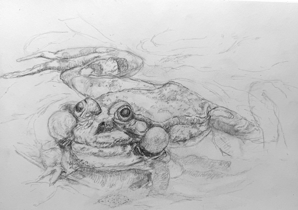 Pencil drawing of a frog, swimming through water, half-submerged. 