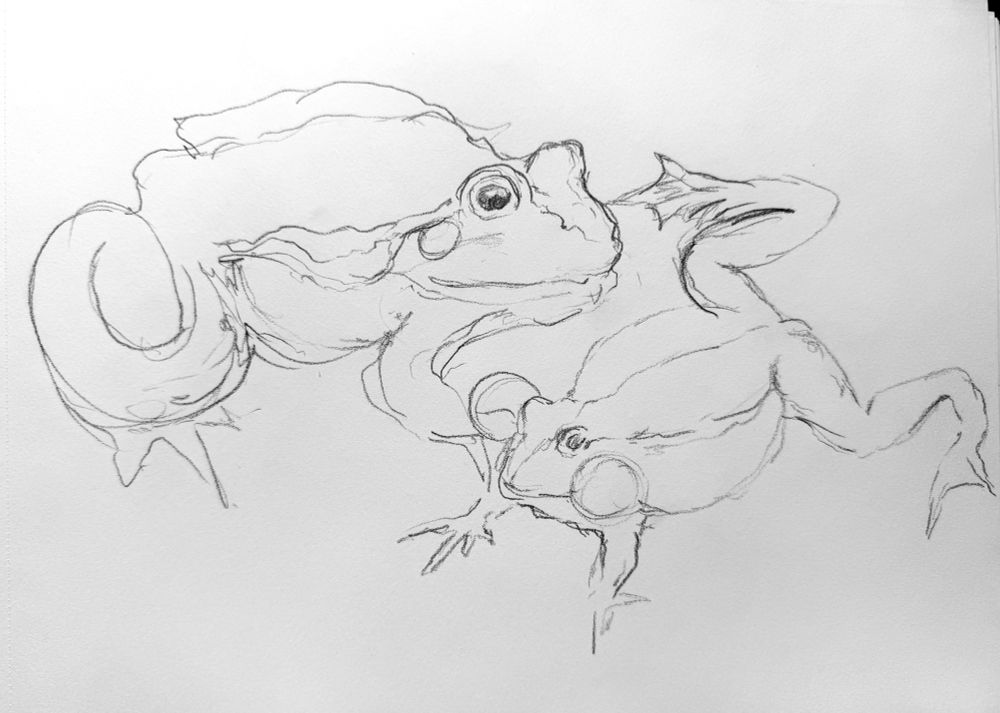 Quick pencil sketches of two frogs, one sitting , one swimming.
