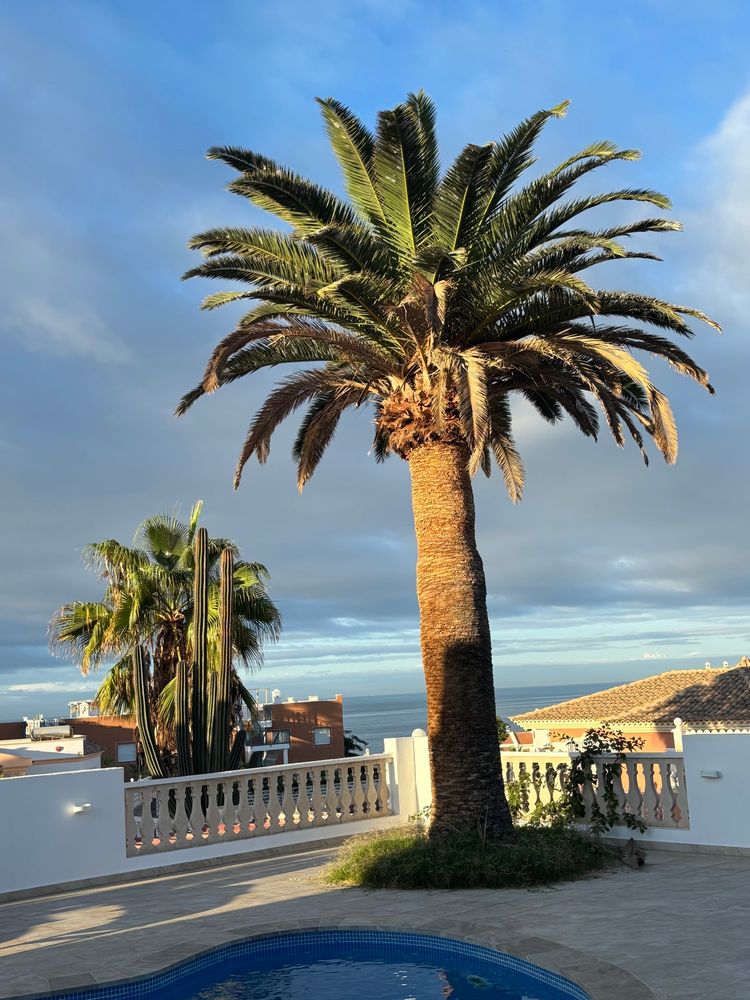 Palme bei Sonnenaufgang 