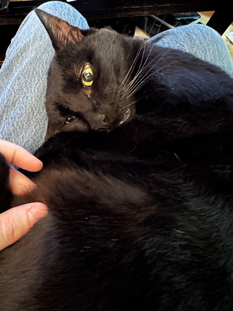 Black cat curled up in a lap with eyes open staring at the hand petting it.