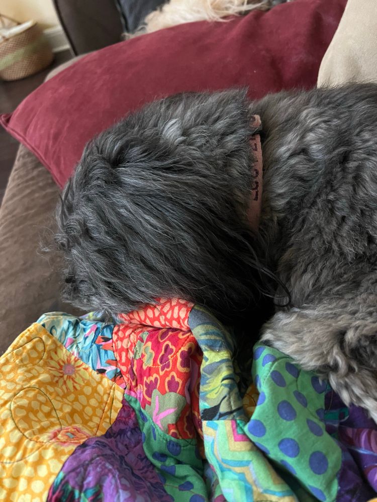 Black dog buries her face under colorful quilt on a brown couch 
