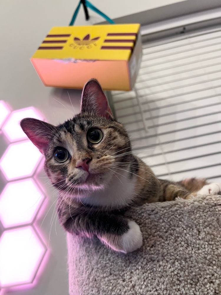 Cutie patootie cat called Zelda