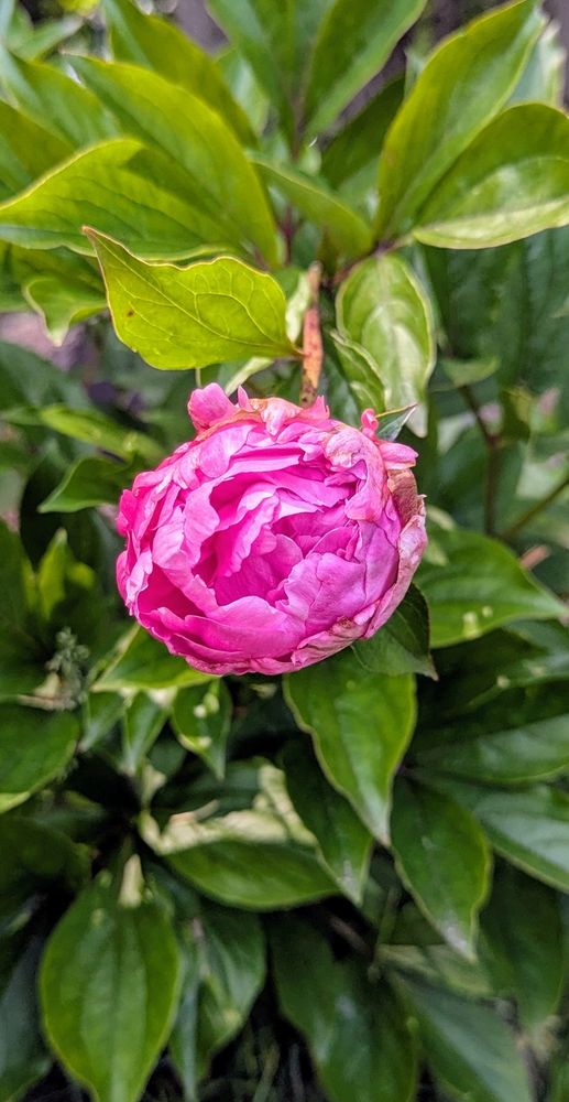 Partially open Peony bloom in bright pink with the dark tones of green bush leaves surrounding it.