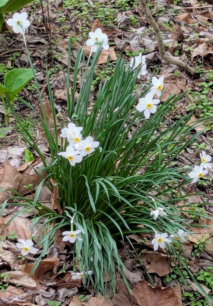 A cluster of Poet's Narcissus flowers white flowers with a yellow center)on the forest floor. Brown, crispy leaves surrounding the base of the cluster. 