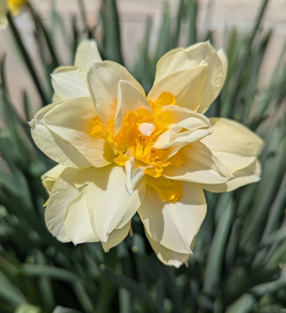 Daffodil closeup.. multiple petal layers, light yellow and white