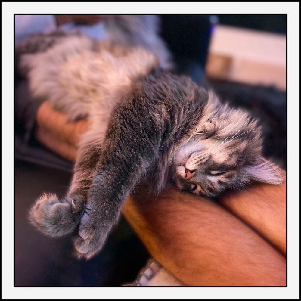 Fluffy grey cat with white fluffy belly, stretched out and sleeping across legs.