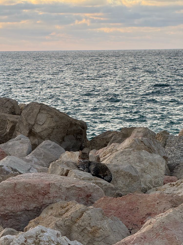 נמר מבסוט בים