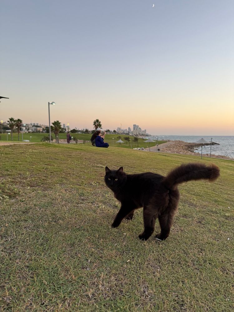 חתול שחור יפיפה בפארק