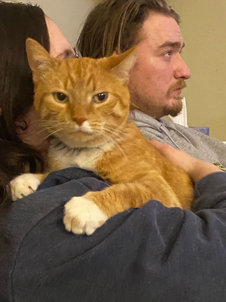 A large ginger tabby perches on the shoulder of a young woman, refusing to look directly at the camera.