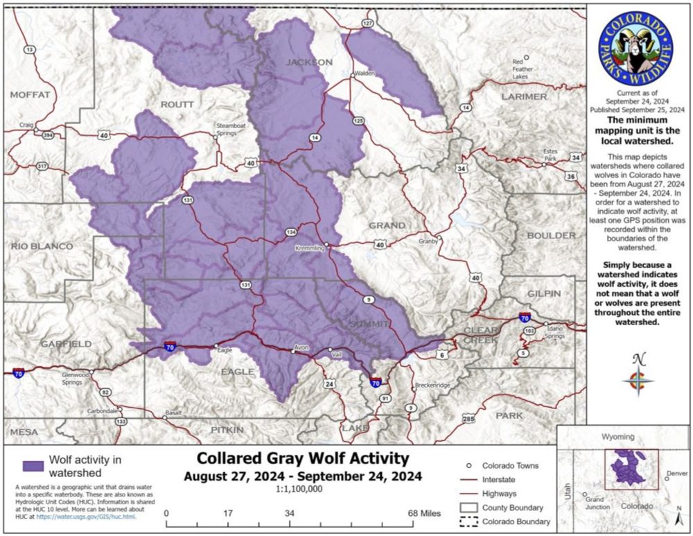 Colorado has 8 remaining wolves in the wild. Here’s where they were in September.