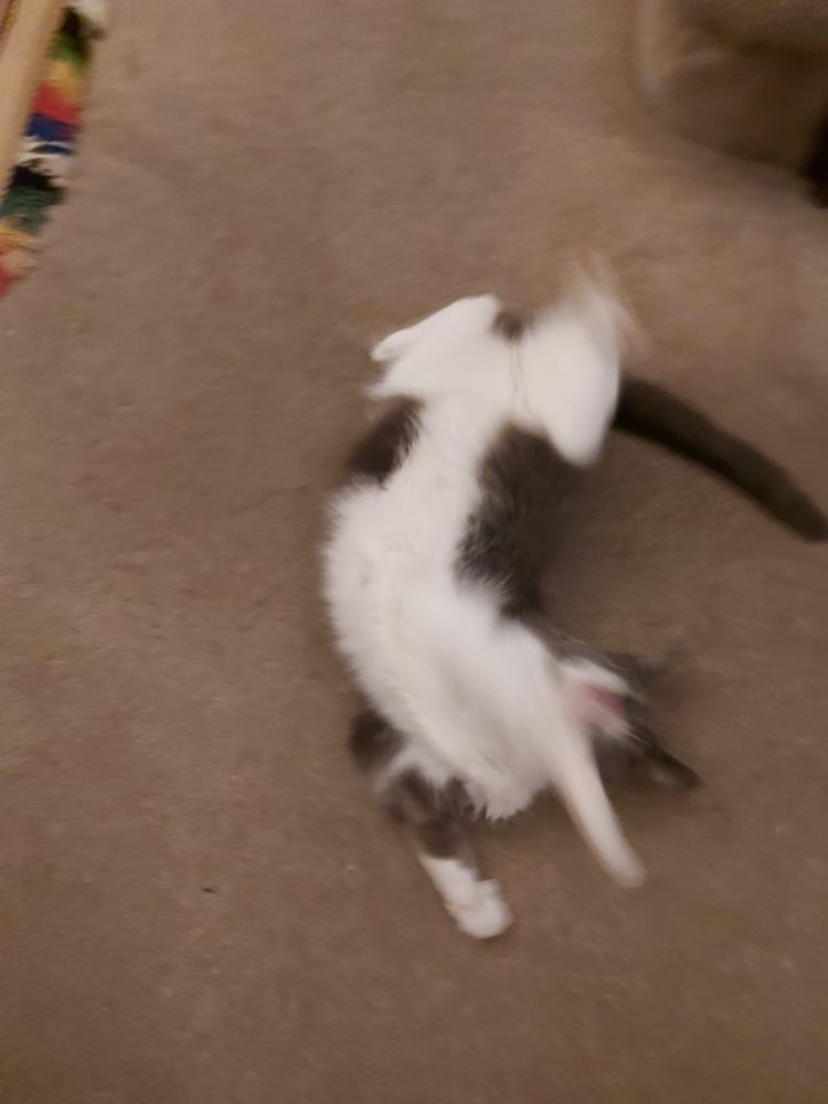 Cat shall arch in the quest for toy