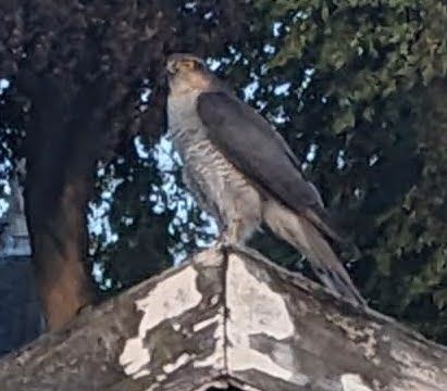 Sparrowhawk perching on the peak of a wooden garage roof with flaking paint