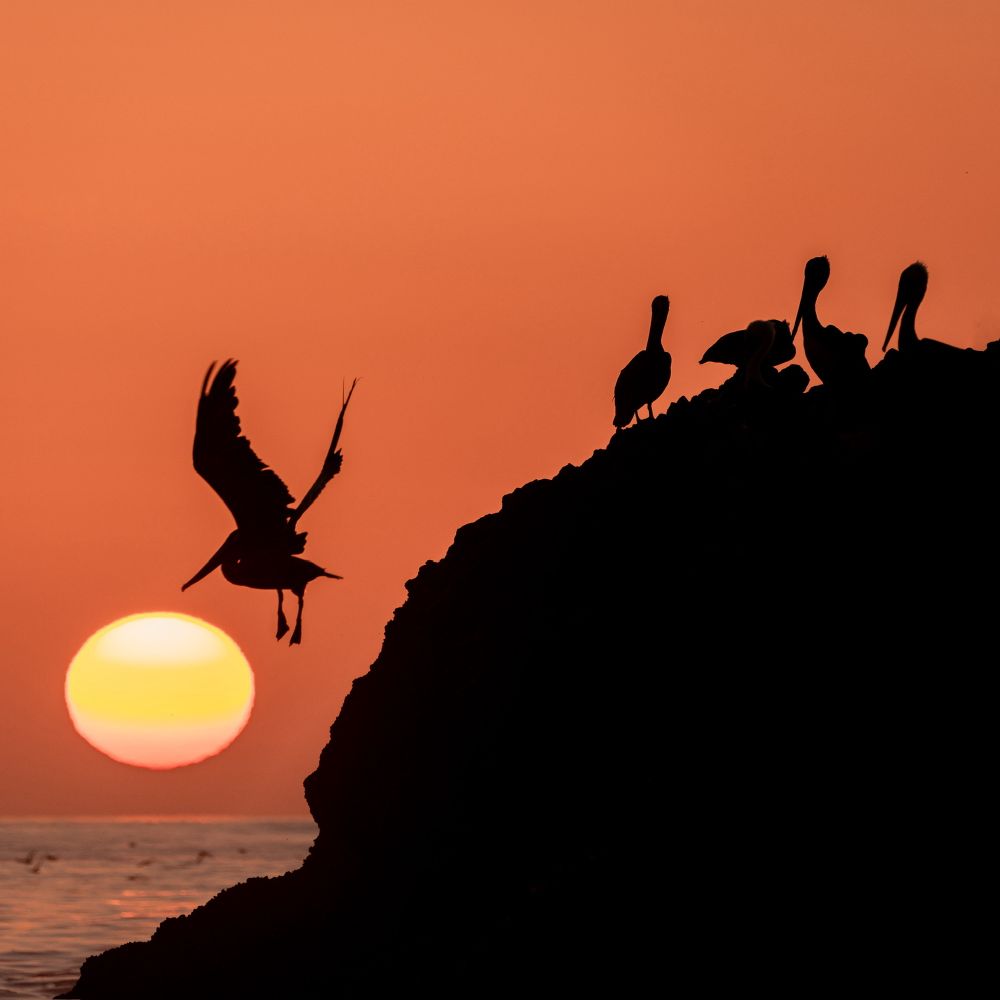 Pelicans enjoying a coastal sunset