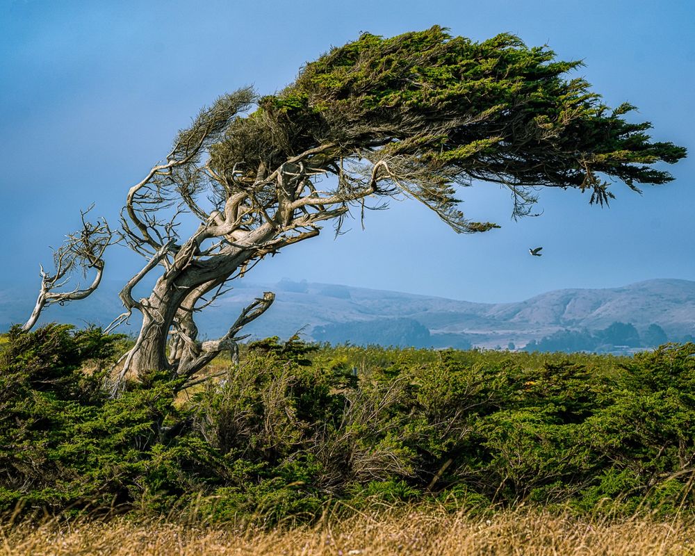 A wind swept cypress tree in Northern California against a backdrop of mountains and blue skies