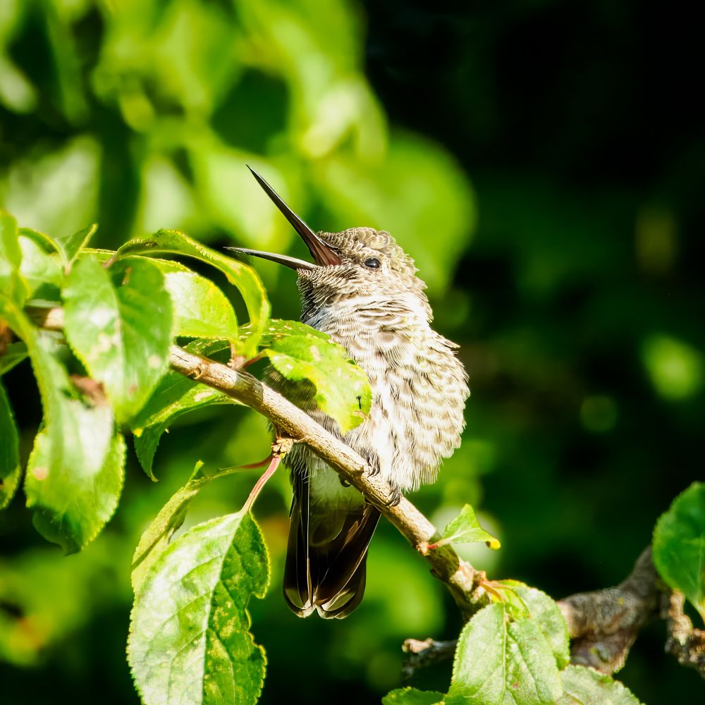A hummingbird perched on a tree branch and singing (or maybe humming? :) )