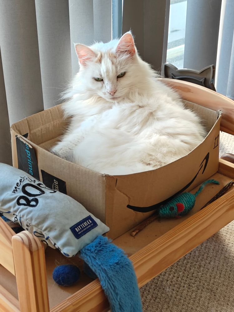 A disgruntled looking white cat is slumped in a box, which is placed on top of a doll bed. Next to it is a blue kicker, which reads "Meet the boss", and is from Battersea.