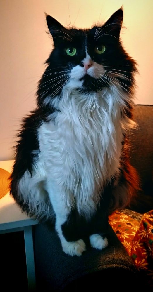 It's my cat with his fluffy white beard.