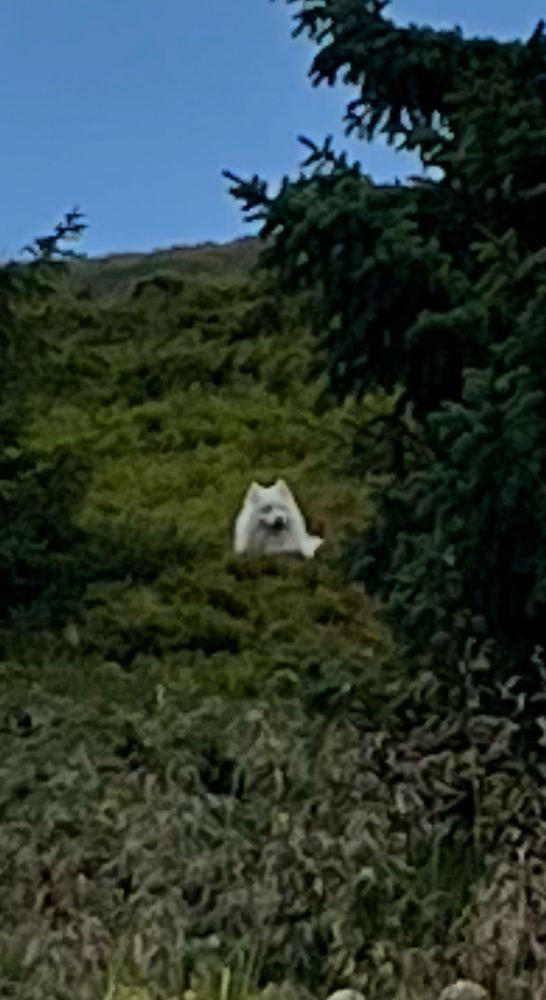…with a Samoyed in it!